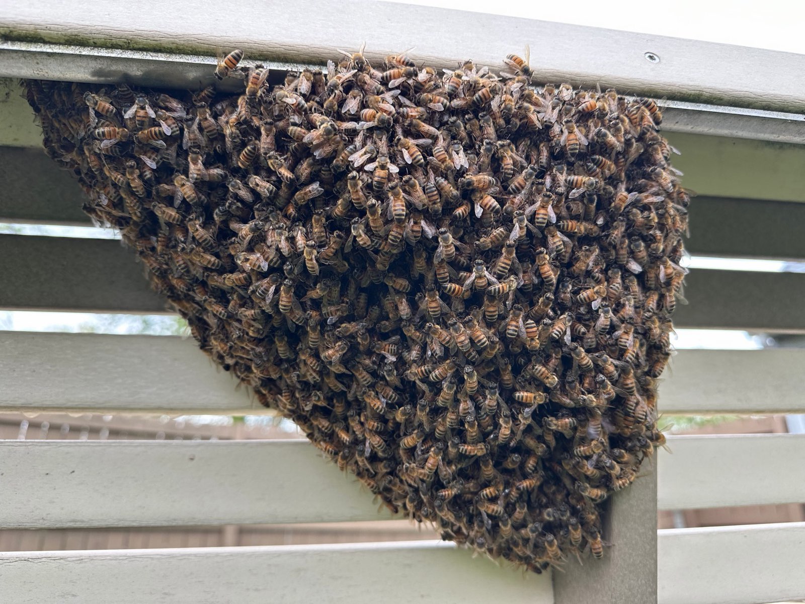 A swarm clustered on a railing in Central PA