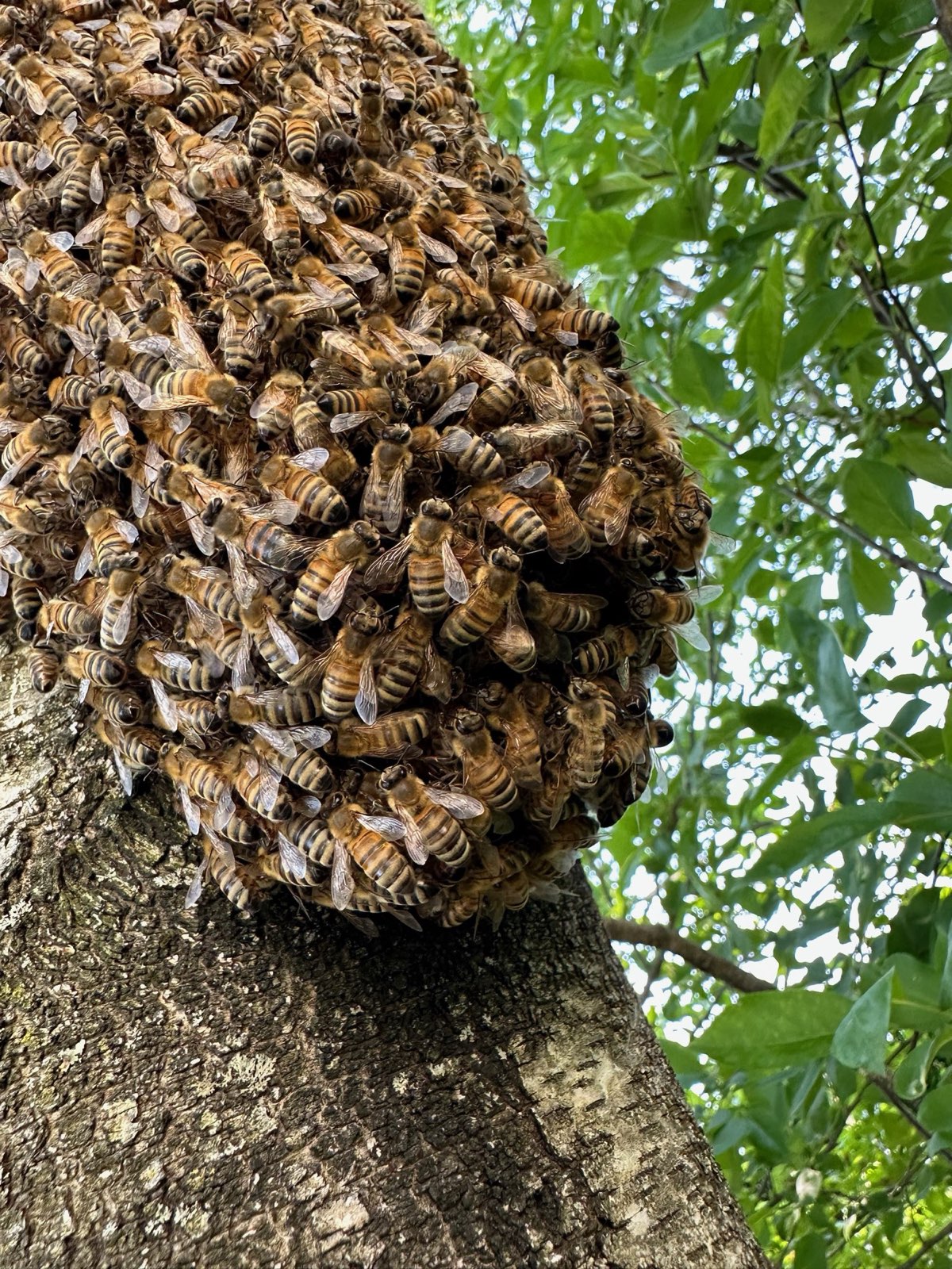 A swarm clinging to a tree trunk in Central PA