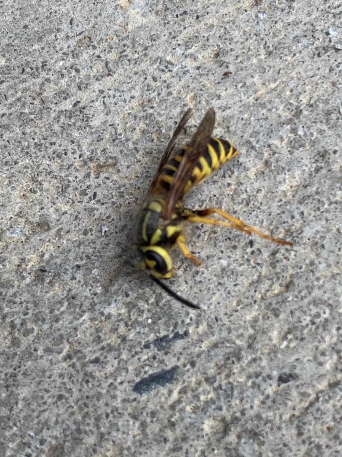 A yellow jacket: shiny, bright yellow and nearly hairless in Central PA