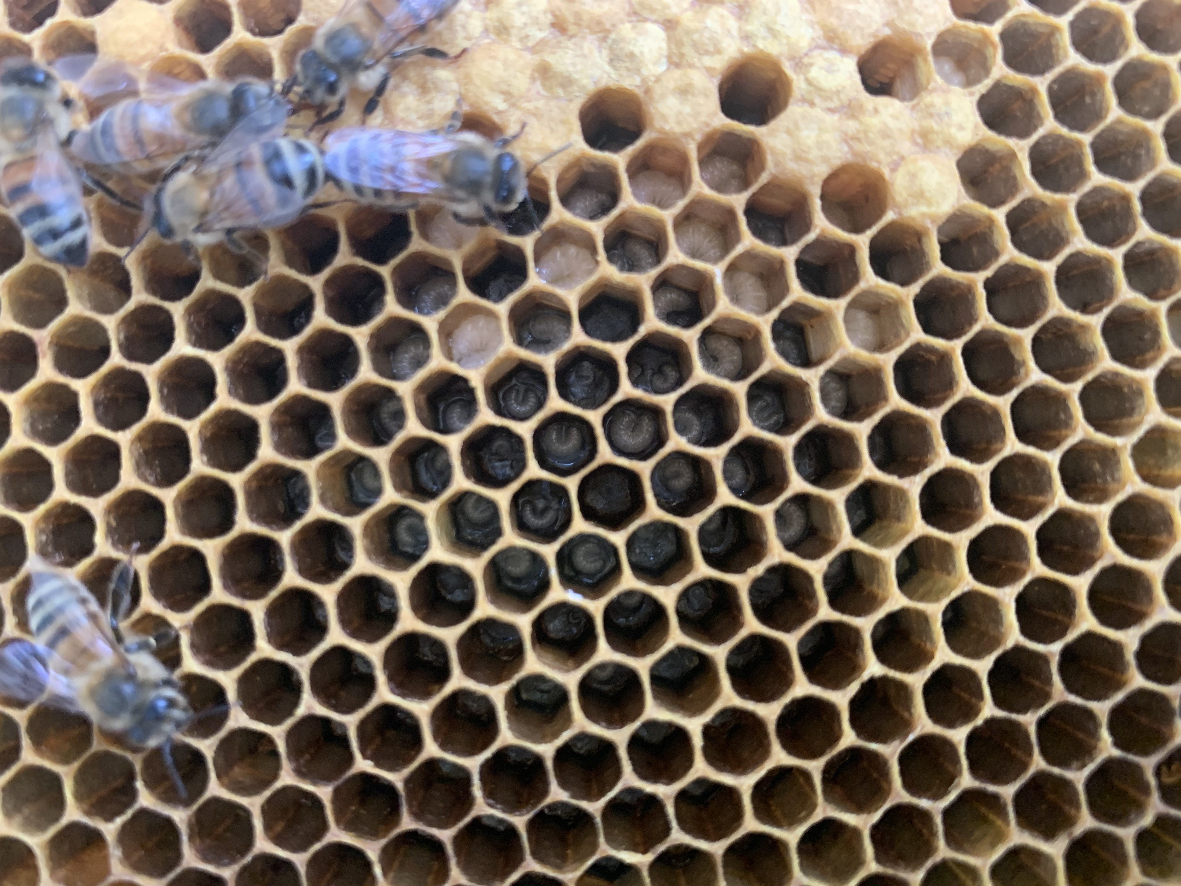 Young honey bee larvae in cells during a hive inspection at The Alleman Apiary, Harrisburg, PA